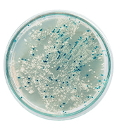 Time of Mold Exposure